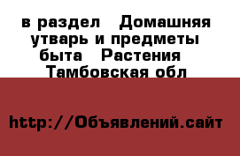  в раздел : Домашняя утварь и предметы быта » Растения . Тамбовская обл.